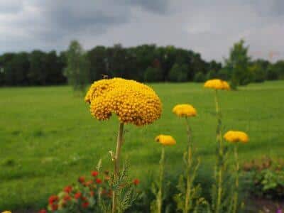 7 Forgotten Plants The Native Americans Used For Medicine