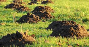 6 Chemical-Free Ways To Chase Away Pesky Moles