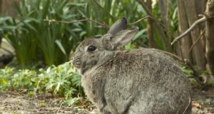 Tricks And Secrets To Keep Rabbits From Destroying Your Garden