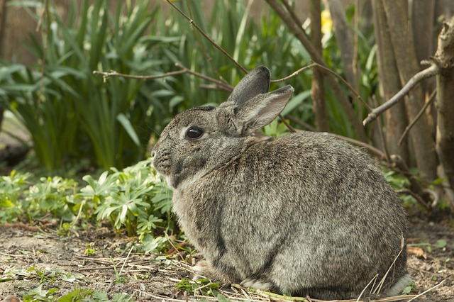Tricks And Secrets To Keep Rabbits From Destroying Your Garden