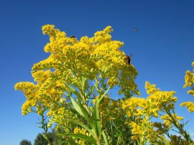 7 Forgotten Plants The Native Americans Used For Medicine