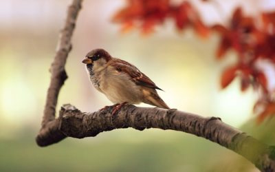 4 Ways To Attract Beneficial Birds To Your Homestead
