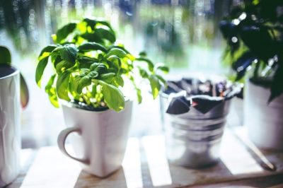 5 Easy-To-Grow ‘Medicine Chest’ Herbs You Can Plant Right Now