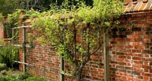 Espalier Trees: The Secret To Growing All The Fruit You Need In The Smallest Space Possible