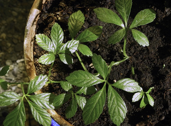 The Easy-To-Grow Ginseng Alternative You Can Harvest Within Weeks