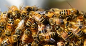 The Latest Bee Loss Data Is In, And It’s Gonna Make Farmers Cringe