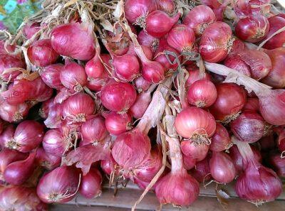  Fragole e cipolle: La strana coppia di giardinaggio che dovrebbe sempre essere piantata insieme 