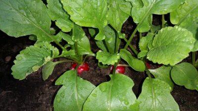 Garden Buddies: Vegetables That Thrive And Flourish Next To Each Other