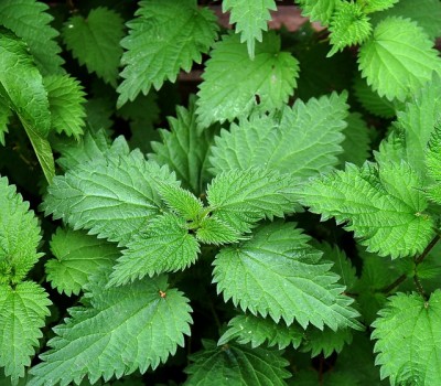 Stinging Nettles: The Edible Weed That Tastes Like Spinach, Is Healthier Than Broccoli, And Is Easily Tamed