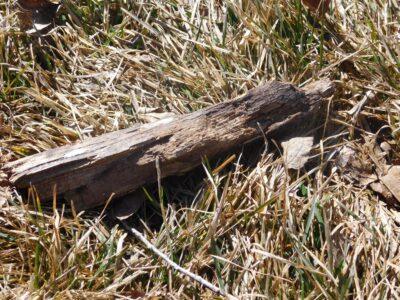 3 Natural Materials For Starting A Fire in a Pinch (The Pioneers Used No. 1)