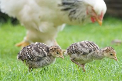 3 Problems You Better Solve Before Raising A Mixed Flock