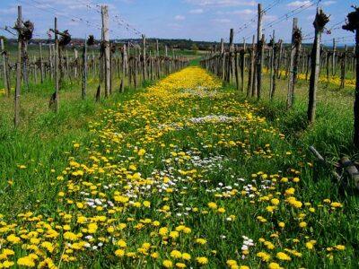 Harvesting for dandelion wine