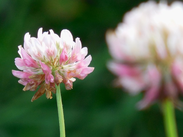Clover: The ‘Annoying’ Little Weed That Is Edible, Tasty, And Nutritious, Too