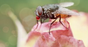 10 All-Natural Ways To Repel And Kill Houseflies (No. 4 Is Super-Creative)