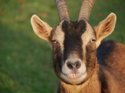 Getting Goats? Here's 17 Items You Better Consider Buying