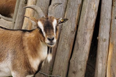 Getting Goats? Here's 17 Items You Better Consider Buying