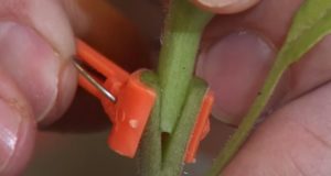 Grafting Vegetables: The New Way To Cheat Nature And Grow More