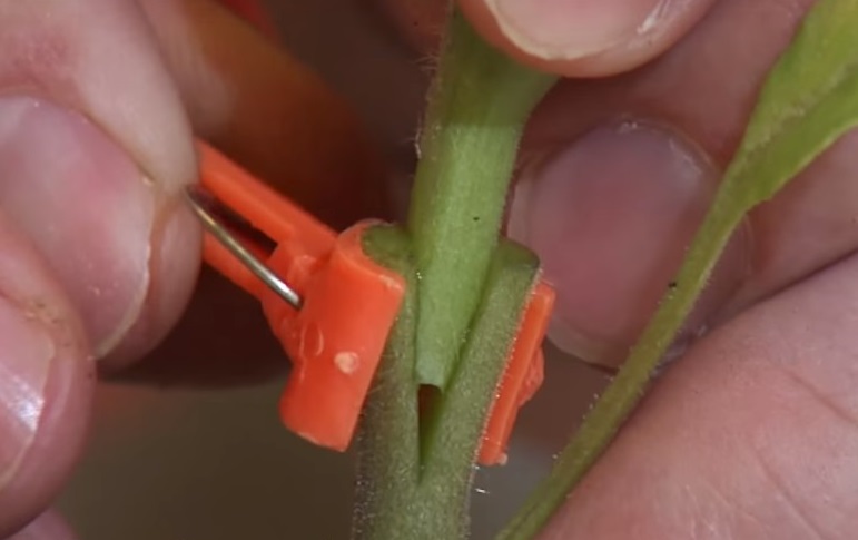 Grafted Vegetables: The New Way To Cheat Nature And Grow More