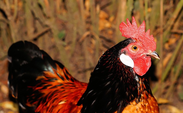 Dirt-Cheap, Nutritious Chicken Feed You Can Grow In Your Garden