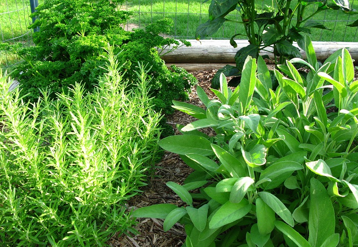 10 Heal-Anything Herbs For Growing Your Own Off-Grid ‘Backyard Medicine Chest’