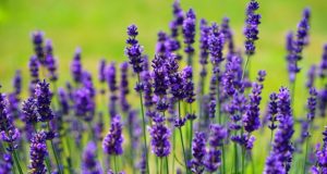 Lavender Oil: The Off-Grid Way To Fight Anxiety, Heal Wounds And Sleep Better, Too