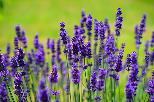 Lavender: The Off-Grid Way To Fight Anxiety, Heal Wounds And Sleep Better, Too