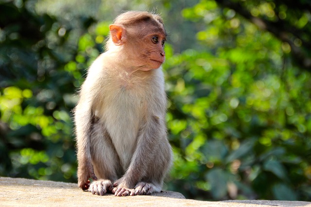 A Monkey Just Single-Handedly Shut Down Power For An ENTIRE COUNTRY (Yes, Seriously)