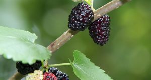 Harvesting Mulberries: Nature’s Tastiest Wild Treat