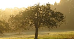 7 Versatile ‘Survival Trees’ Every Homesteader Should Plant