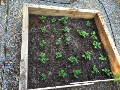 The Crazy Gardening Trick That Gives You 10 Times More Potatoes 