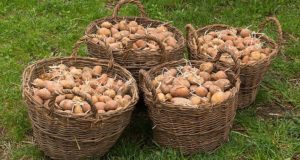 The Crazy Gardening Trick That Gives You 10 Times More Potatoes