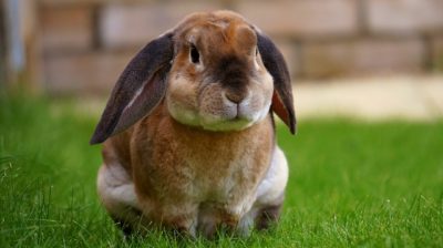 'Help! Rabbits Are Eating My Garden' (Here's What To Do)
