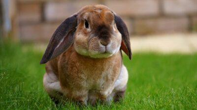 Plant lavender to keep rabbits from eating everything in your garden. 