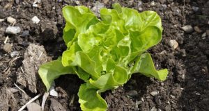 How To Grow Cool-Weather Crops (Even Lettuce!) During Summer