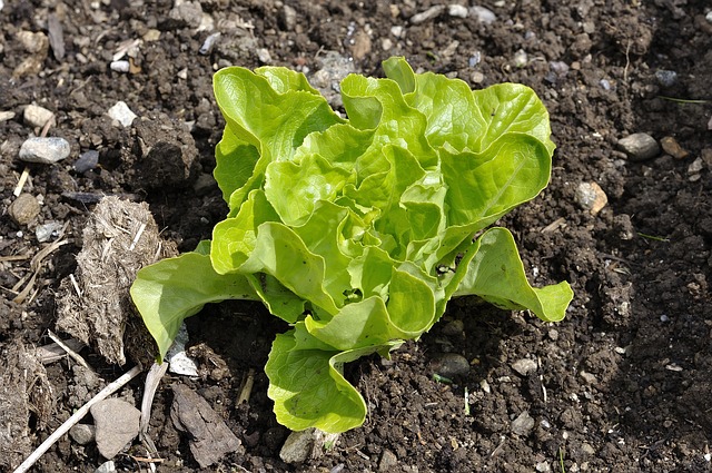 How To Grow Cool-Weather Crops (Even Lettuce!) During Summer