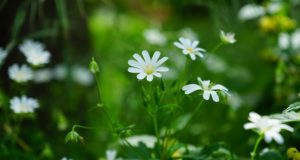 Chickweed: The Edible, Tasty ‘Superfood’ You Mow Over Every Week