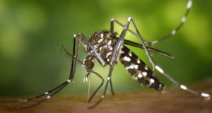 3 Babies With Zika Virus Born On U.S. Mainland, CDC Confirms