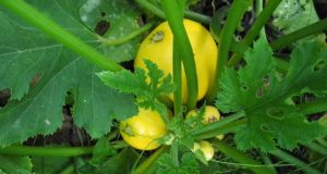 The Simplest Way To Keep Squash (And Zucchini) From Taking Over The Garden