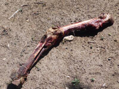 3 Survival Uses For Bones, Straight From The Native Americans 