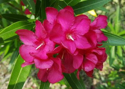 Oleander. Image source: Pixabay.com