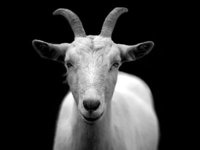 7 Reasons Goats Are Almost Always A Better Choice Than Cows
