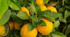 7 Steps To Growing Citrus Indoors … No Matter Where You Live