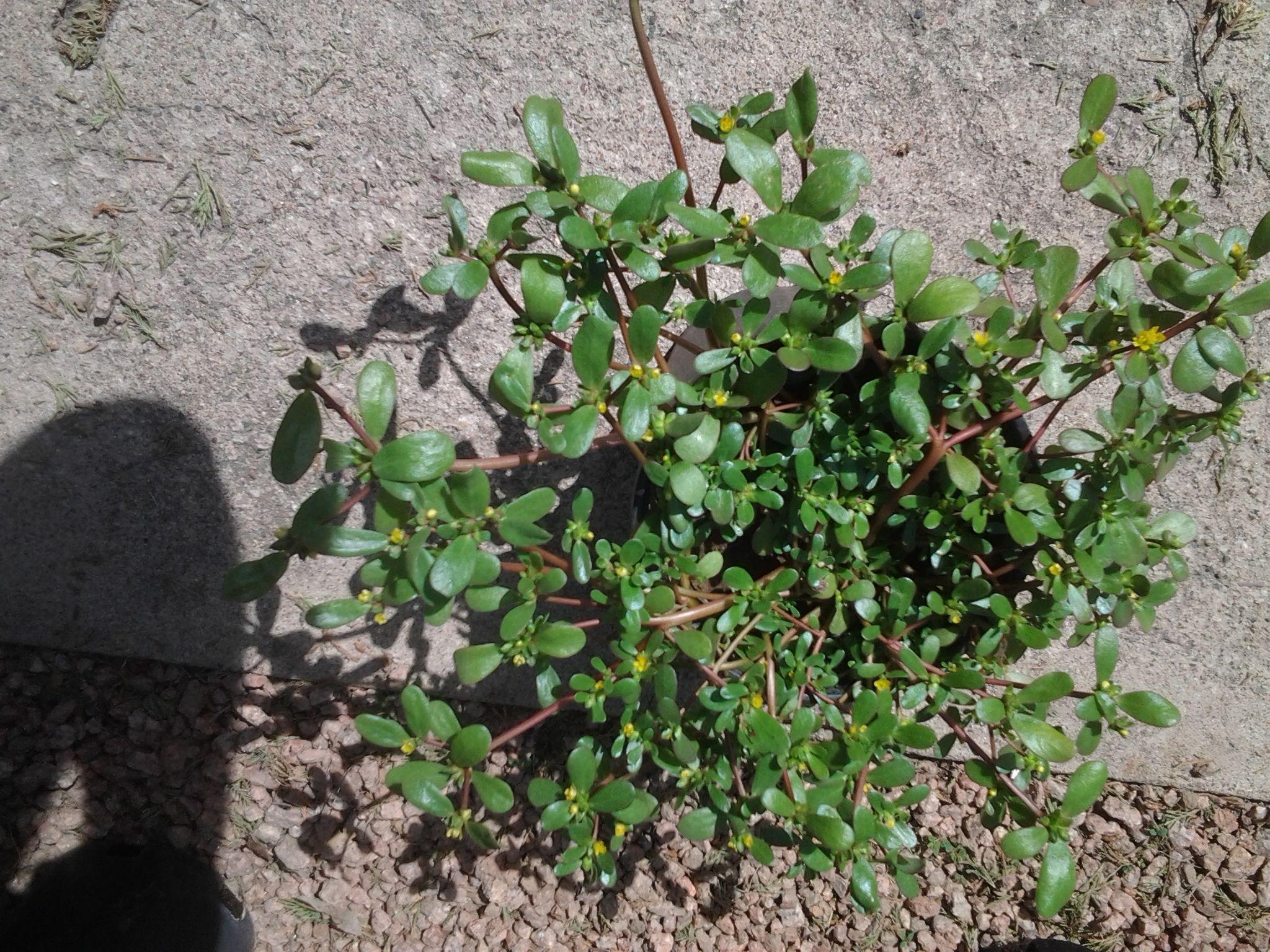 purslane-1.jpg