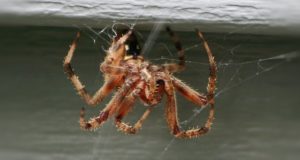 12 Natural Ways To Rid Your Home Of Spiders (No. 6 Will Do It FAST)