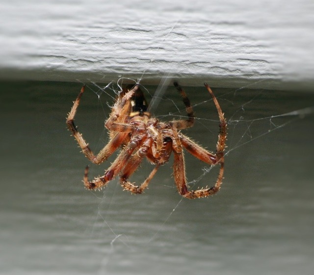 12 Natural Ways To Rid Your Home Of Spiders (No. 6 Will Do It FAST)