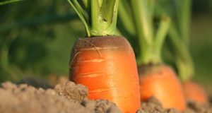‘When Should I Pick It?’ — Vegetable Harvesting Essentials
