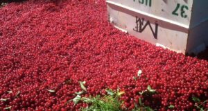 Farmer Forced By USDA Board To Dump Cherry Crop On Ground