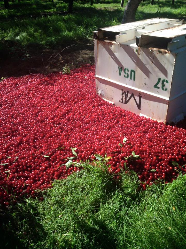 USDA Board Orders Farmer To Dump Cherry Crop On Ground