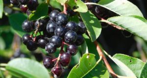 The Chokecherry, Why The Native Americans Prized This Survival Berry.