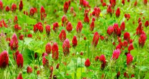 8 Fast-Growing Cover Crops That Will Transform Your Garden (But You Gotta Plant NOW)